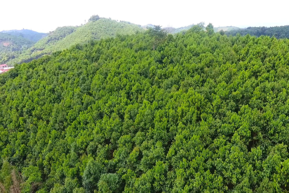 Vietnam promotes international cooperation to unlock forest economy potential
